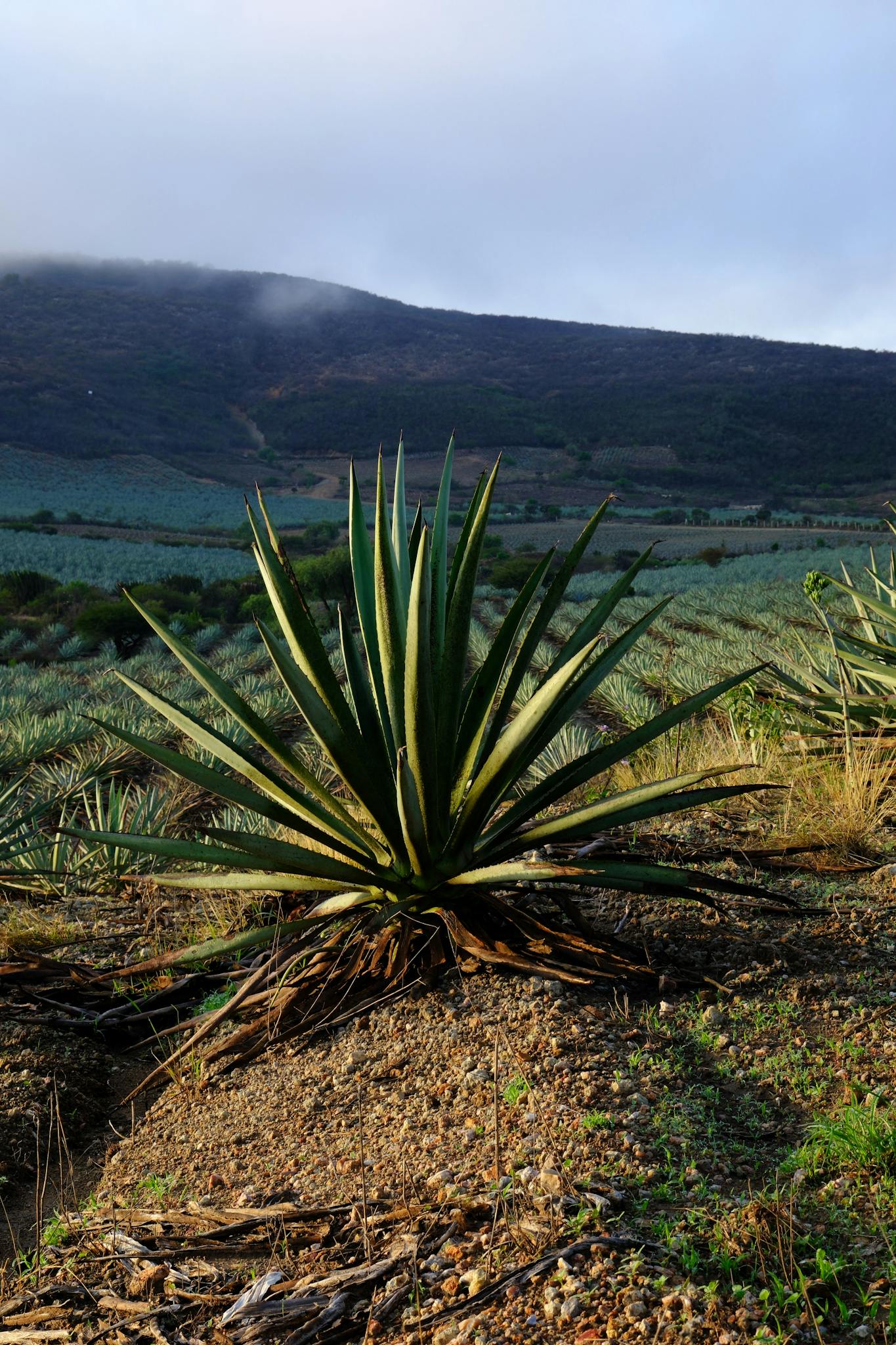 El Campo de Magueyes