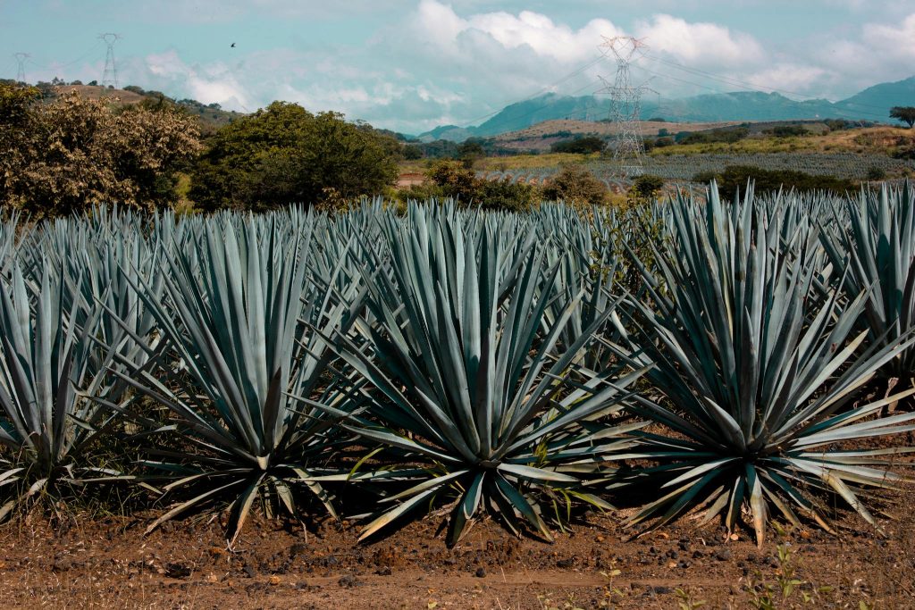 Agave Sources